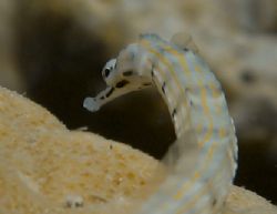 Pipefish hanging out in pipefish city, Yap...IXUS 750 by Alex Tattersall 